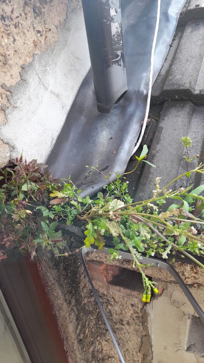 AE Exterior Cleaning Ltd — recent job in London